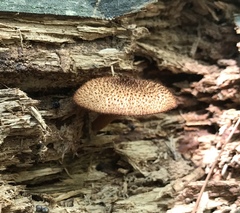 Tricholomopsis formosa