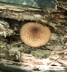 Tricholomopsis formosa