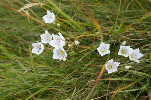 Image of Gentianella muelleriana by (c) Gary Williams, some rights reserved (CC BY-SA)