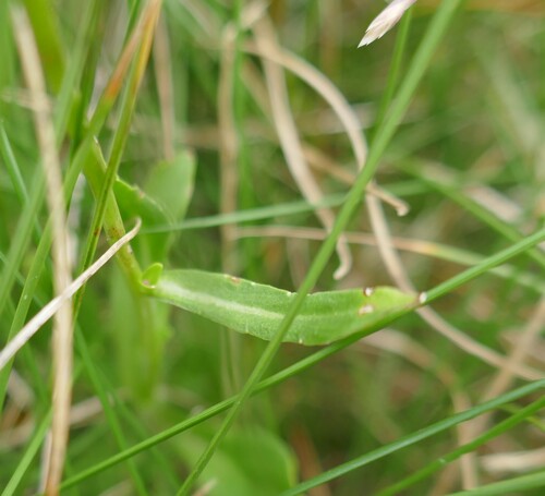 Image of Wahlenbergia ceracea by (c) Gary Williams, some rights reserved (CC BY-SA)