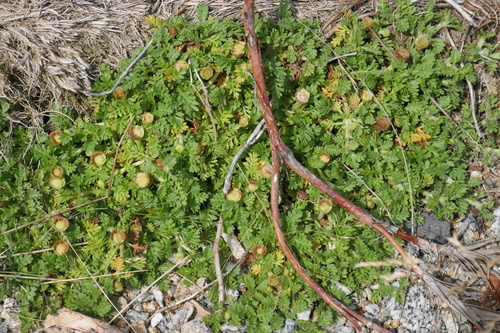 Image of Cotula alpina by (c) Gary Williams, some rights reserved (CC BY-SA)
