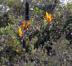 Strelitzia reginae