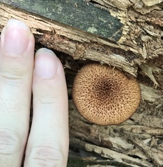 Tricholomopsis formosa