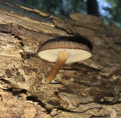 Tricholomopsis formosa