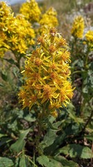 Solidago virgaurea taurica