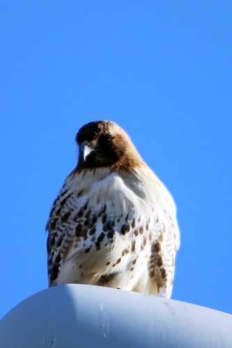 Red-tailed Hawk