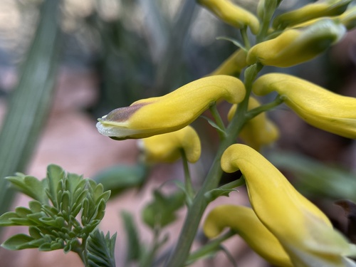 Corydalis heterocarpa iNat (3)