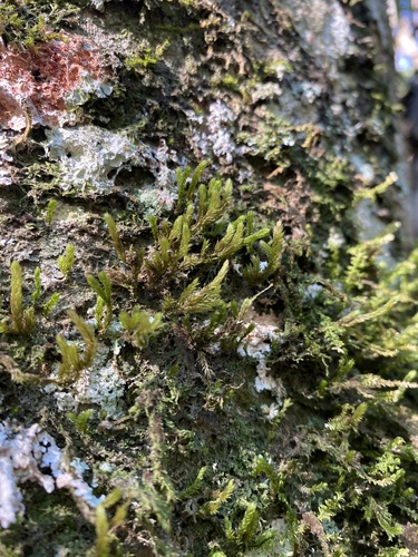 Pireella cymbifolia