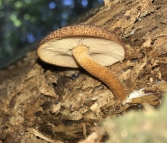 Tricholomopsis formosa