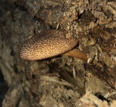 Tricholomopsis formosa