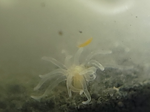 Starlet Sea Anemone