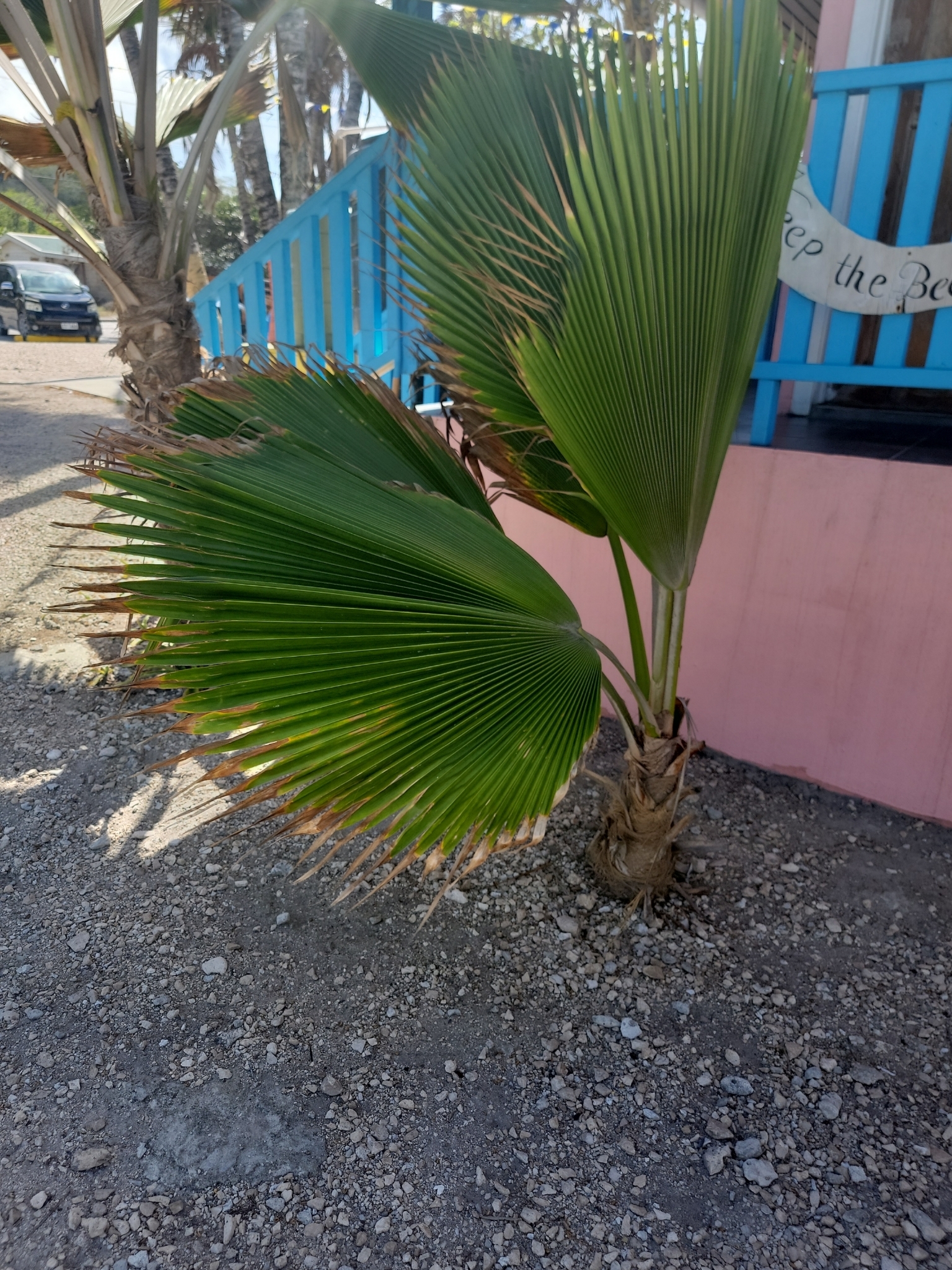 Imagem de Palmeira-fiji