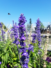 Salvia farinacea