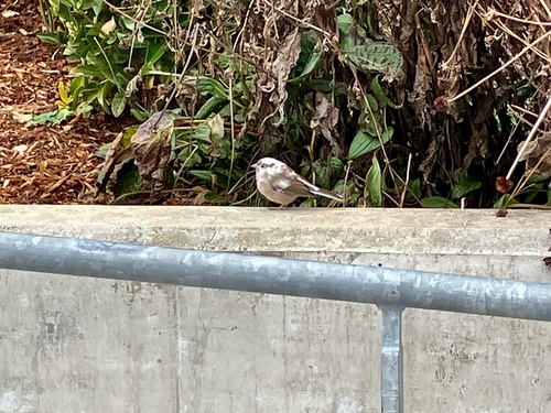Dark-eyed Junco photographed in Washington