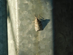 Scoparia subfusca