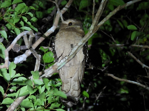 Large Frogmouth (Batrachostomus auritus), photo 8