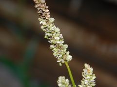Persicaria tomentosa