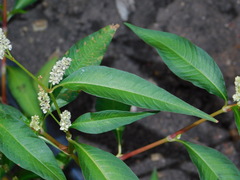 Persicaria tomentosa