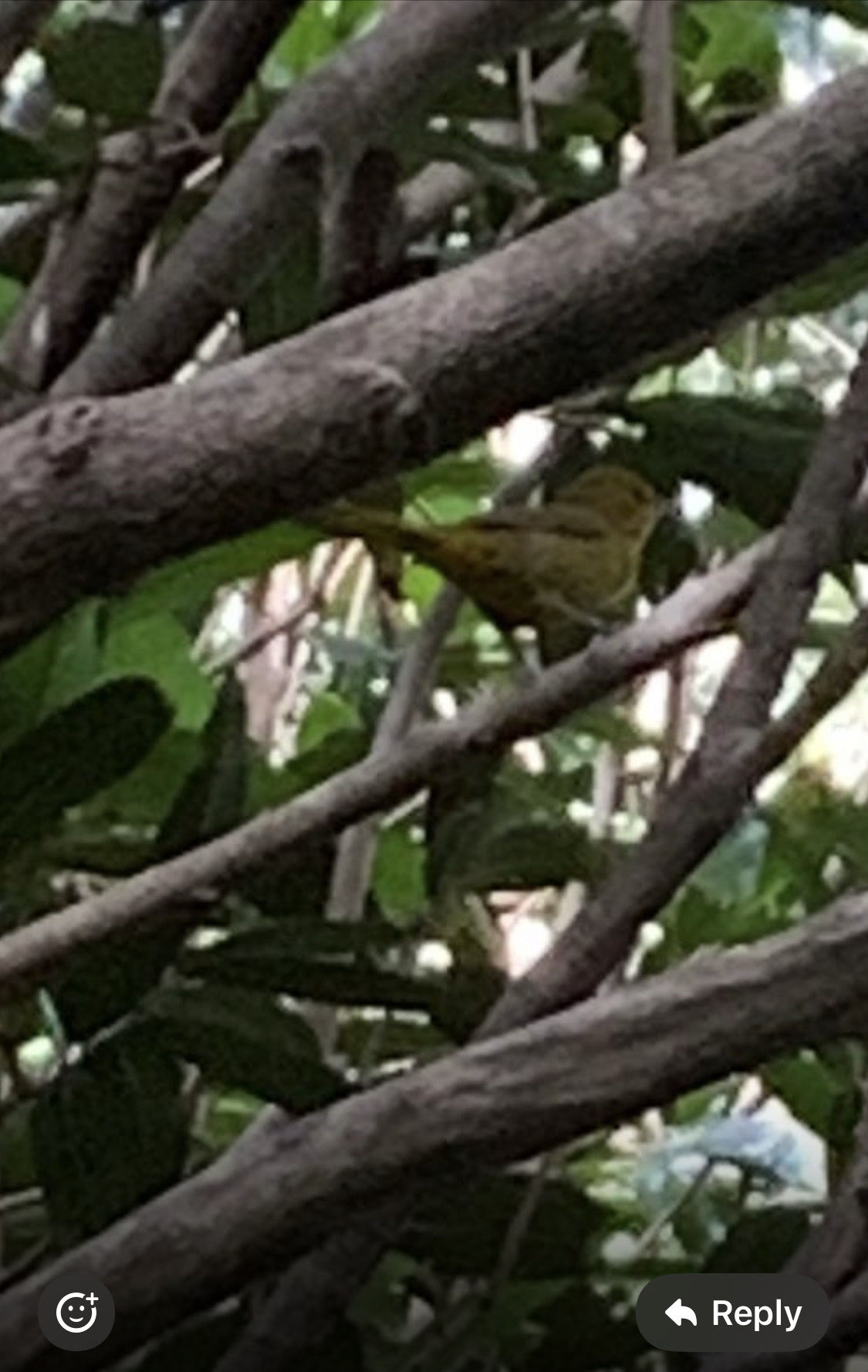 Montserrat Oriole (Icterus oberi), photo 1