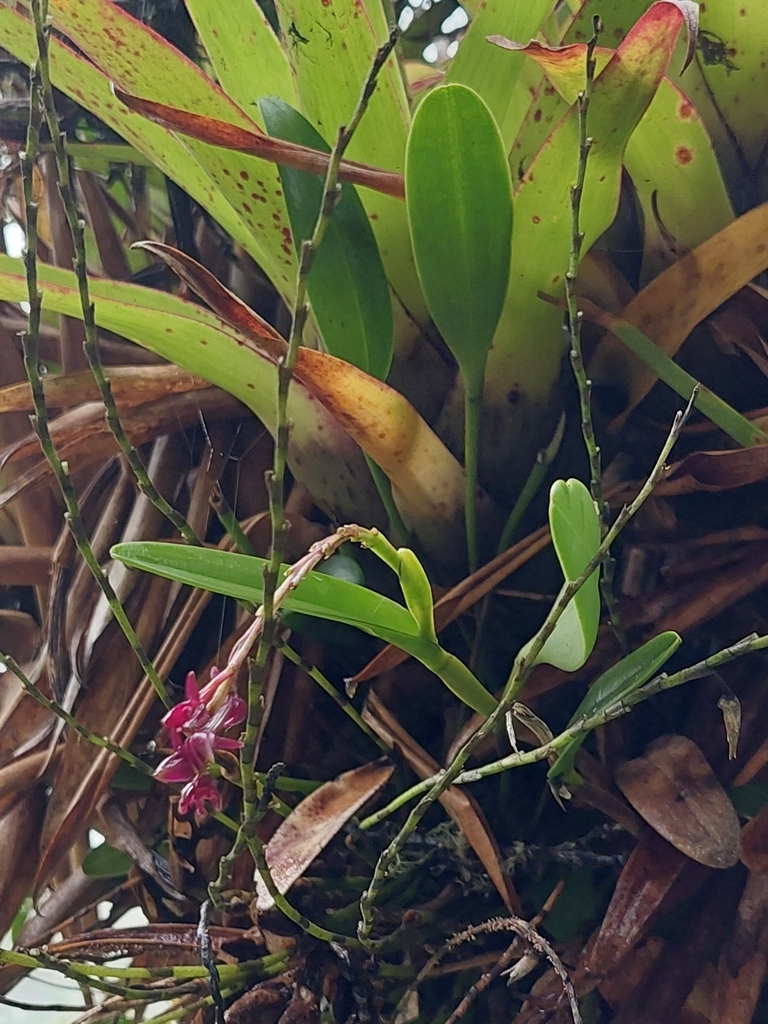Epidendrum coryophorum (Kunth) Rchb.f. 2
