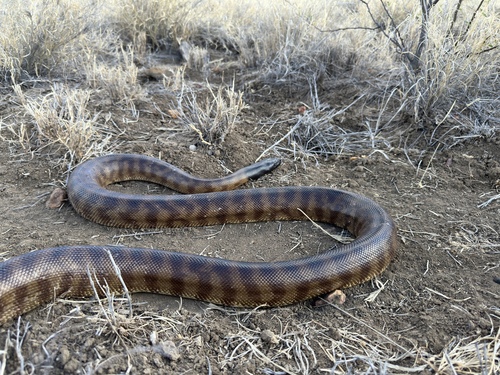Black-headed Python sighting