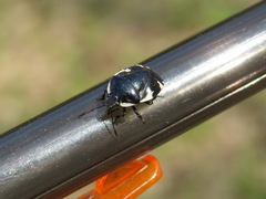 Tritomegas sexmaculatus