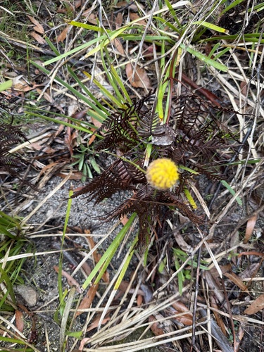 Craspedia glauca, photograph 3