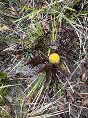 Craspedia glauca, photograph (c) sblumen, some rights reserved (CC BY)