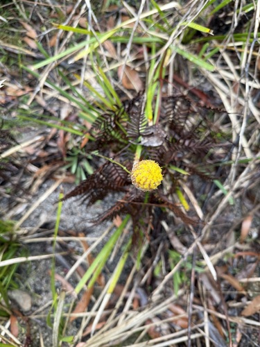 Billy Buttons (Craspedia glauca)