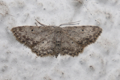 Idaea incisaria