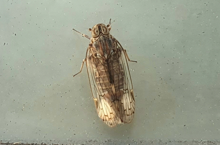 Oars Insect Image Oliarus from Miles QLD, Australia on February 21, 2025 at 12:16 PM by ...