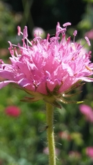 Knautia macedonica