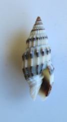 Vexillum exasperatum