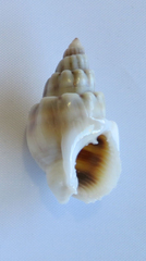 Nassarius coronatus image