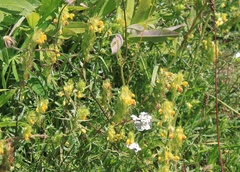 Rhinanthus glacialis