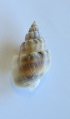 Nassarius coronatus