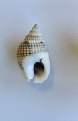 Nassarius gemmuliferus