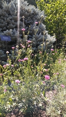 Knautia macedonica