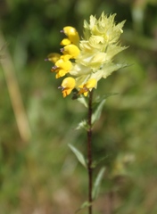 Rhinanthus glacialis