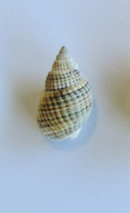 Nassarius gemmuliferus