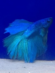 Betta