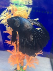 Betta