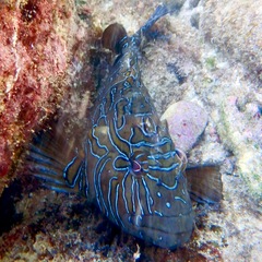 Cirrhitus rivulatus