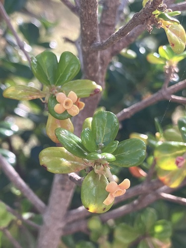 Pribby (Rondeletia buxifolia)