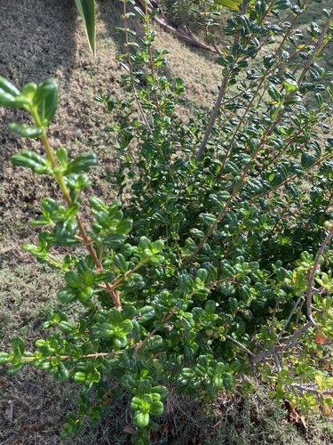 Rondeletia buxifolia, photograph 2