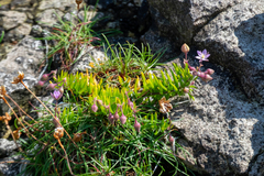 Spergularia rupicola