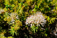 Agathosma hispida