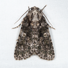 Acronicta afflicta