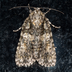 Acronicta afflicta