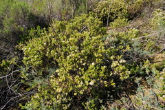 Agathosma hispida
